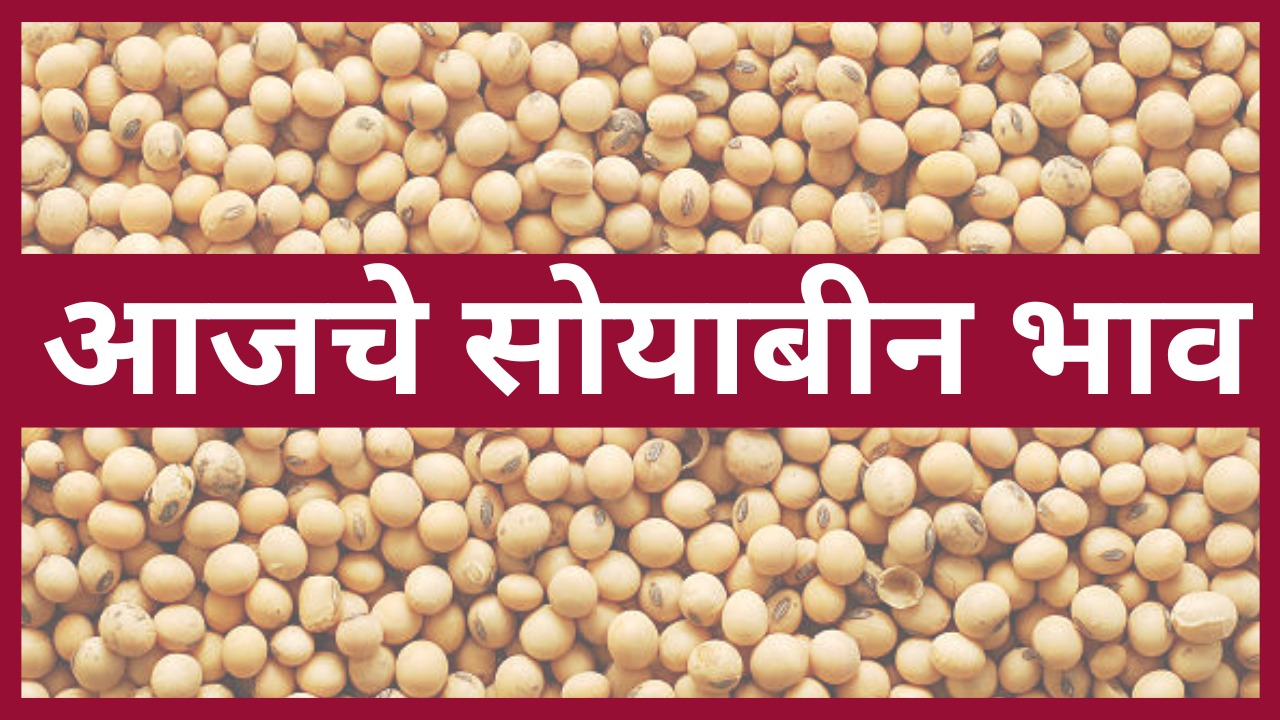 Soybean Rate 2024 Marathi News   Soybean Rate 2024 1 