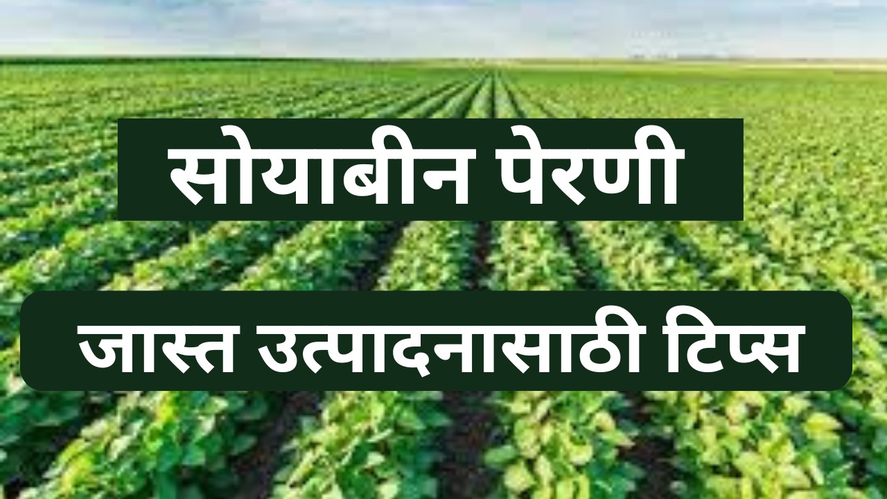 soybean farming in Maharashtra