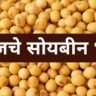 soybean rate today maharashtra