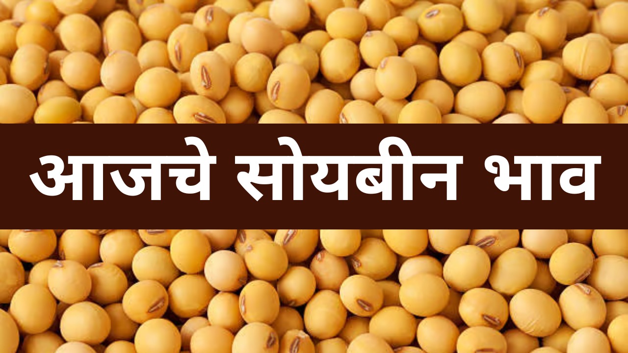 soybean rate today maharashtra