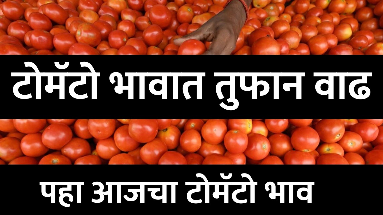 tomato price