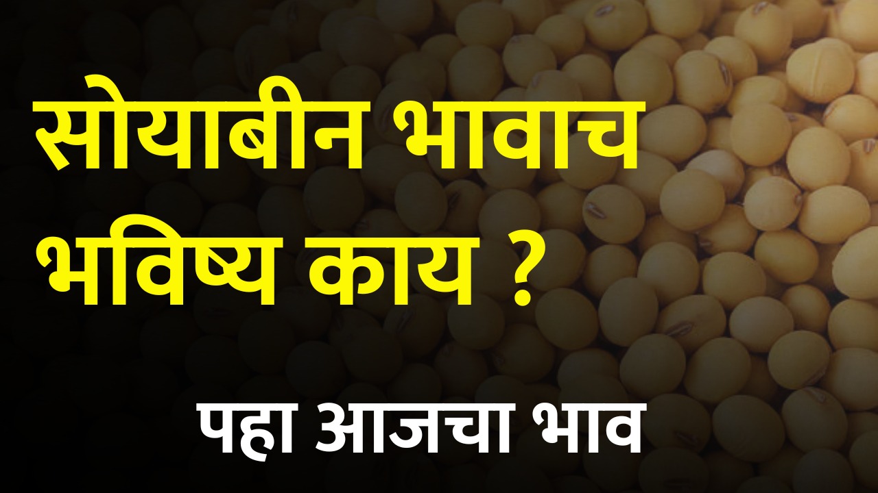 soyabean rate today