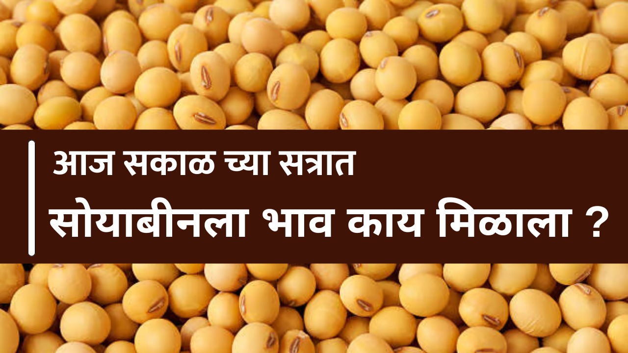 soyabean rate today