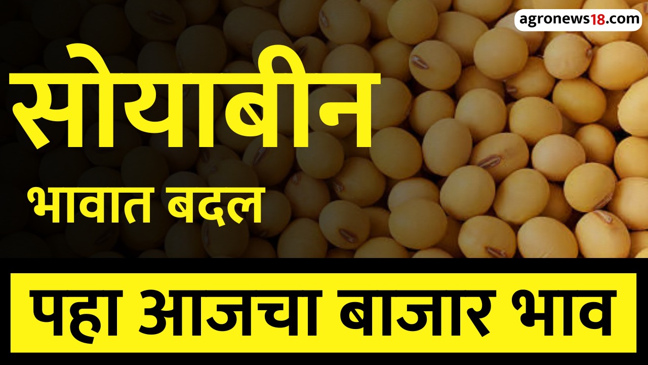 soybean rate today in maharashtra