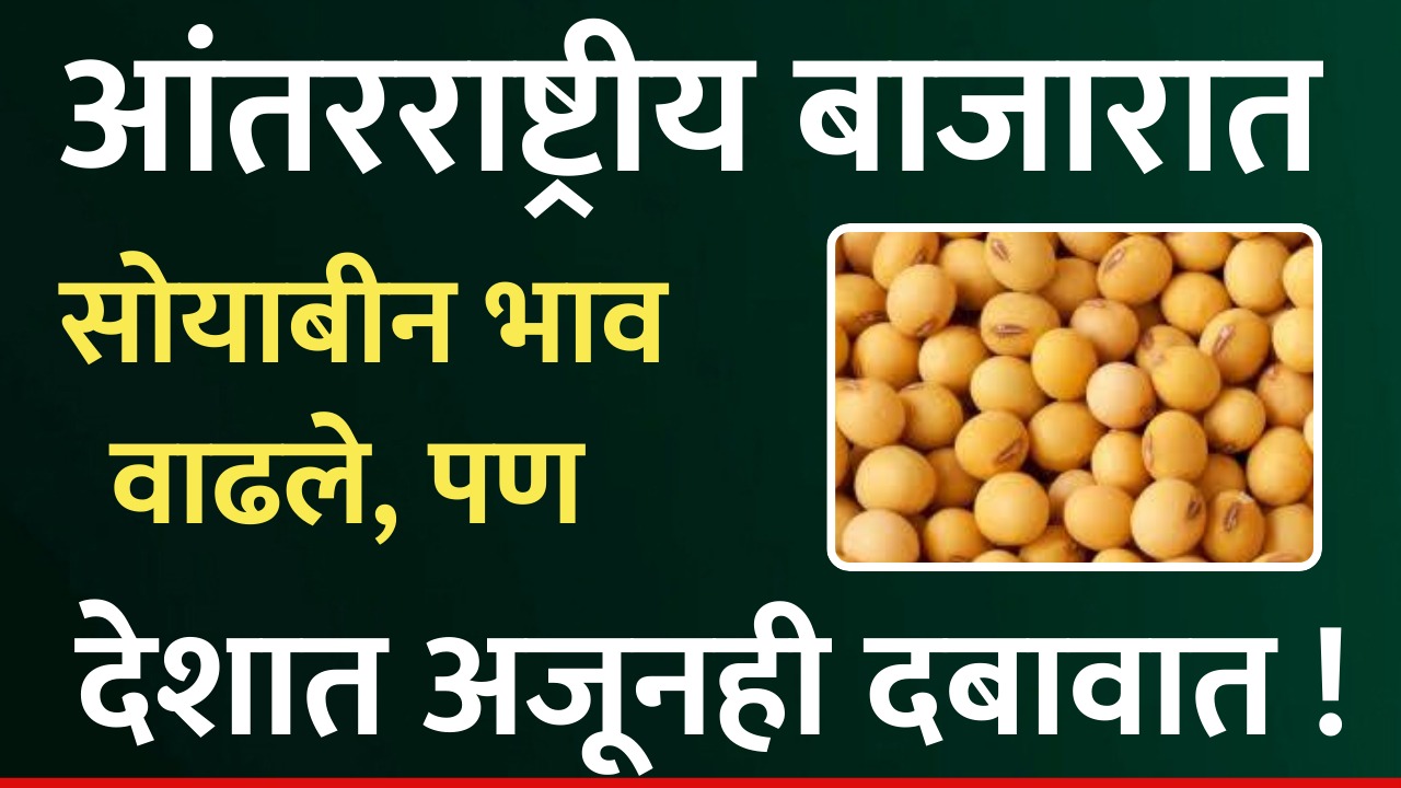 soyabean rate