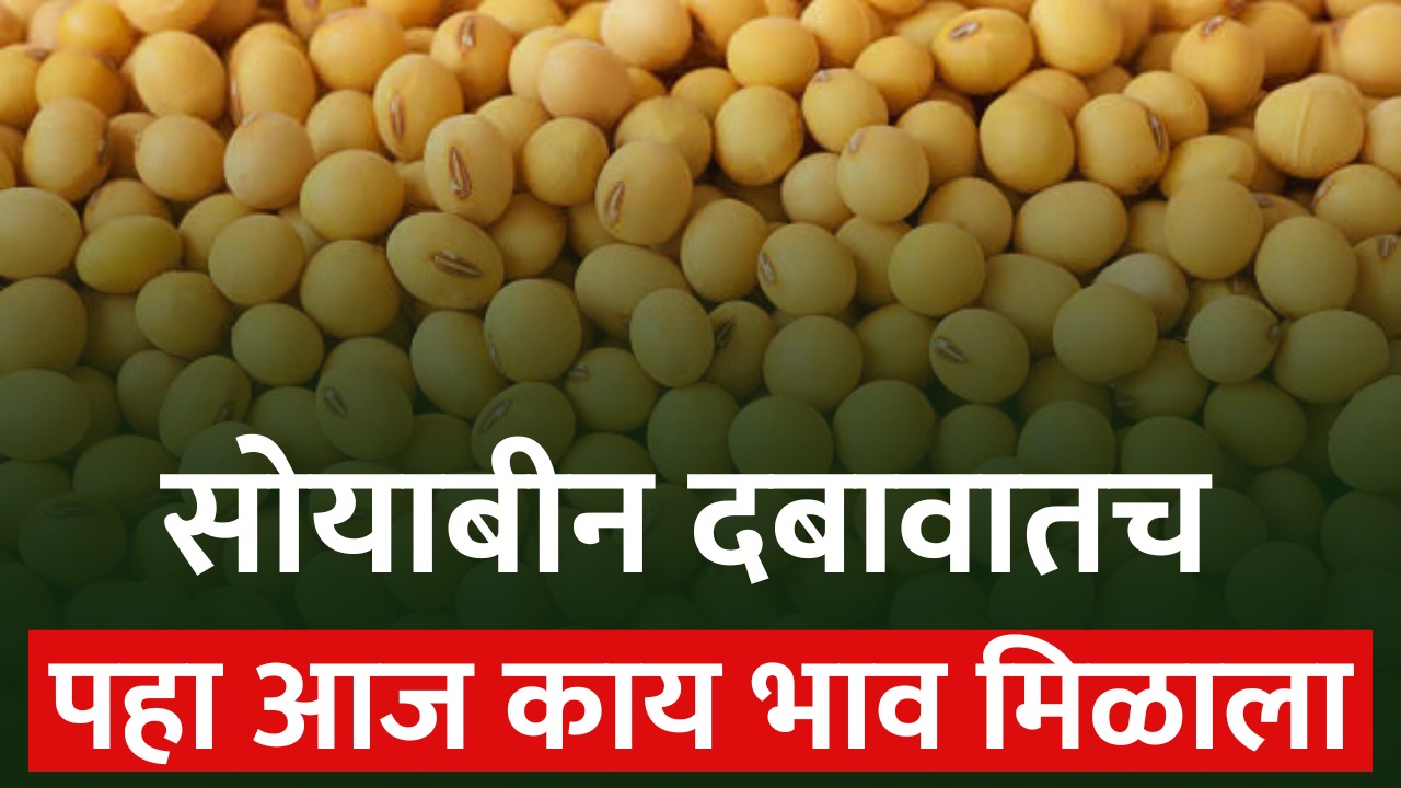 soyabean rate today