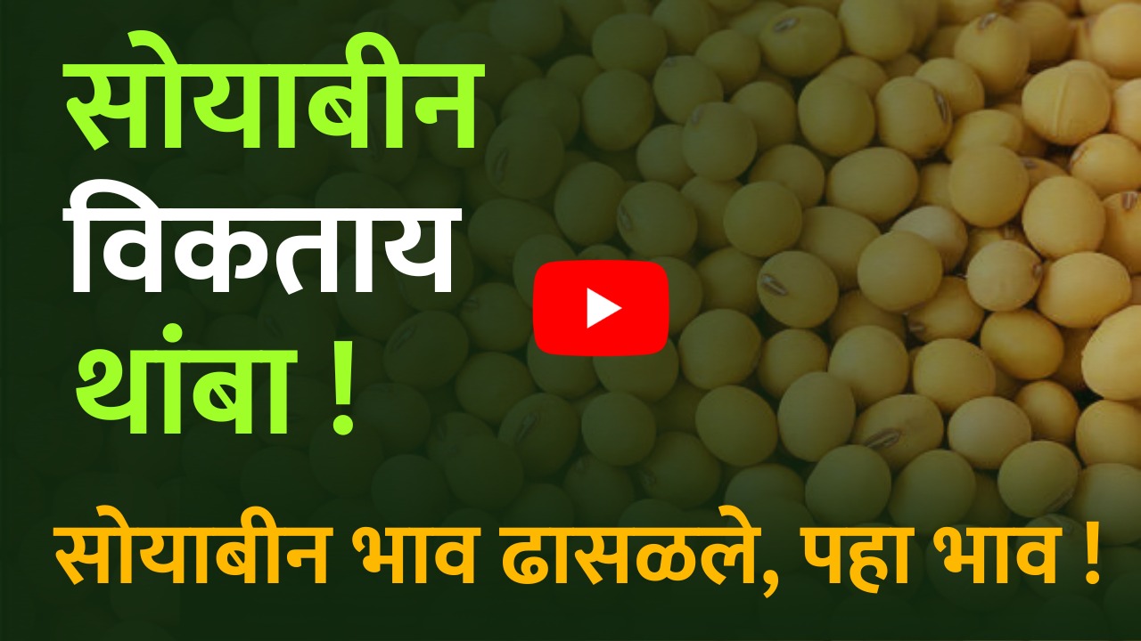 soyabean rate today