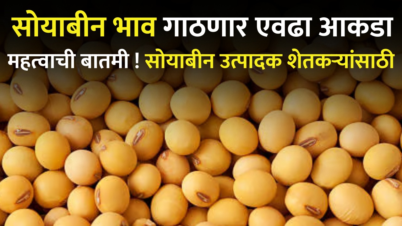 soyabean rate